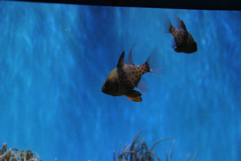 slideshow